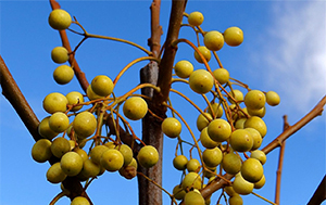Fruits of Melia azedarach 'Caroline' in Forest 5