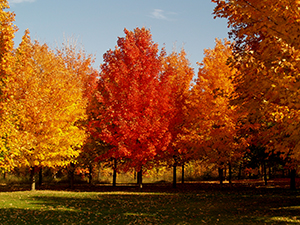 Sugar-Maple-Trees Photo courtesy of bissellmaplefarm