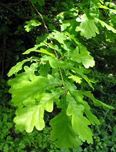 Leaves of Quercus robur