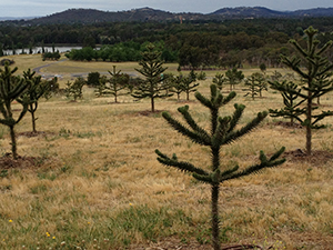 Araucaria augustifolia, Parana pines in Forest 23. Nov 2014