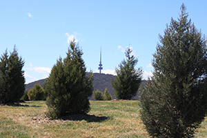 Trees in Forest 40.