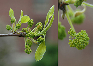 Flowers of Nyssa sylvatica (2). Photo not from the Arboretum