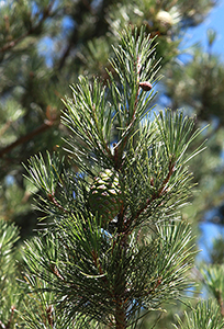 Cones and leaves of Pinus radiata var binata Cedros. Photo not from the Arboretum, by L Hawkes (2)