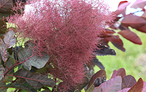 Cotinus 'Grace' in Forest 49. Photo by L. Hawkes 