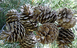 Pinus halepensis seed cones Photo not from the Arboretum (2)