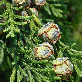 Lawson cypress seed cones. Photo not from the Arboretum