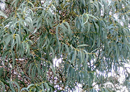 Eucalyptus parvula leaves. Photo not from the Arboretum