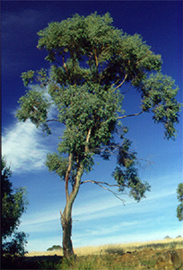 Eucalyptus morrisbyi growing in Tasmania, its native habitat. Photo not from the Arboretum
