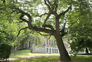 Mature date plum tree in Belgium. Photo not from the Arboretum
