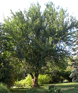 Maclura pomifera tree. Photo not from the Arboretum