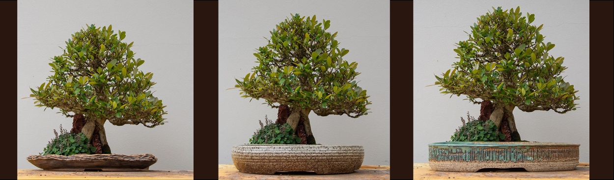 Three bonsai pots in a row