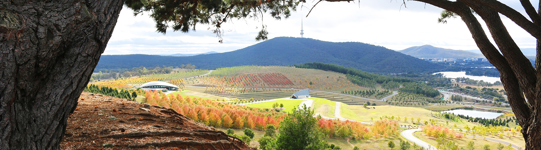 View from Dairy Farmers Hill of the Pin oaks in autumn colour, also in the distance is the Village Centre and Telstra Tower