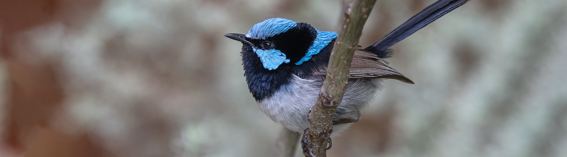 A small blue and black willy-wagtail sits on a small branch in a bush