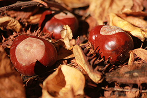 Aesculus hippocastanum conkers in Forest 4