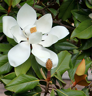 Magnolia grandiflora exmouth flower in Forest 7