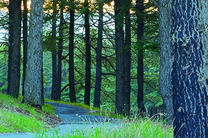 Himalayan cedars in Forest 11. Photo by R. Davis.