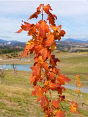 ACER SACCHARUM Young tree in Forest 16
