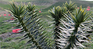 Leaves of Parana pine