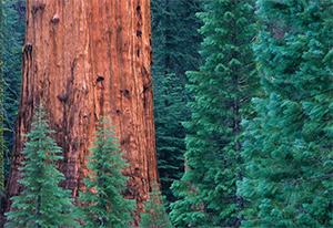 Sequoiadendron giganteum trees in Yosemite National Park. Photo not from the Arboretum