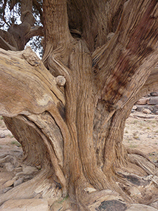 Mature Saharan cypress, Tarout. Photo not from the Arboretum, by J. Newby