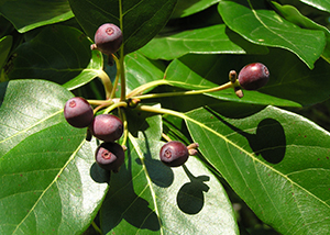 Flowers of Nyssa sylvatica 