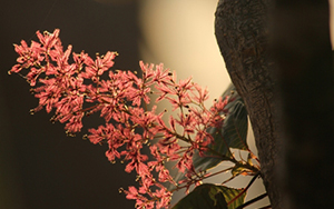 Young Cotinus leaves in Forest 49. Photo by A. Burgess
