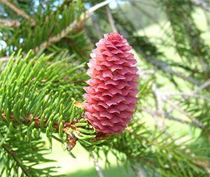Picea abies seed cone and leaves. Photo not from the Arboretum
