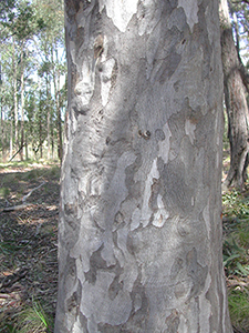 Bark of Eucalyptus michaeliana seed collection parent trees 022. Photo not from the Arboretum (2)