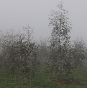 Eucalyptus lacrimans in the mist in Forest 68. Photo by A. Burgess