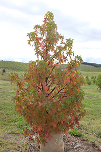 Young Liquidambar orientalis tree in Forest 72