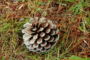Pinus radiata. Photo not from the Arboretum