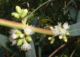 Flowers of Eucalyptus parvula. Photo not from the Arboretum
