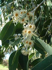 Flowers and leaves of Eucalyptus morrisbyi Photo not from the Arboretum
