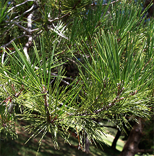 Guadalupe Island pine leaves. Photo not from the Arboretum, by E. Hawkes