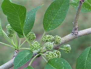 Maclura pomifera male flowers and leaves. Photo not from the Arboretum