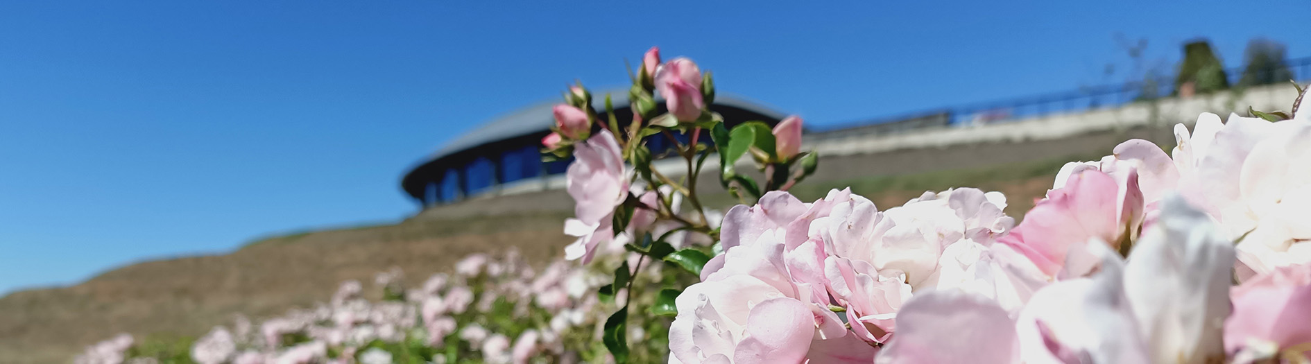 close up of pink carpet rose in bloom