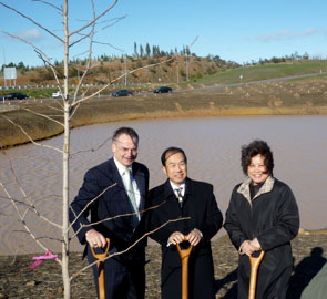 Ginkgo biloba planting