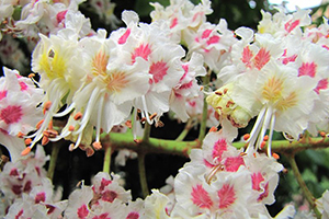Aesculus hippocastanum flowers in Forest 4