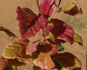 Autumn leaves of Persian ironwood in Forest 14 L Muldoon