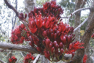 Schotia brachypetala flowers. Photo not from the Arboretum. Photo by L. Hall (2)