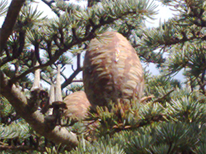mature seed cone Lebanese cedar