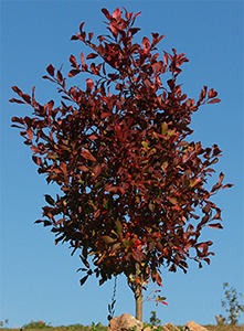 Young Nyssa sylvatica in Forest 43