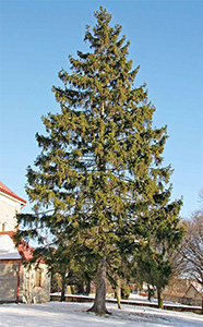Picea abies tree. Photo not from the Arboretum