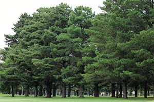Pinus radiata trees Photo not from the Arboretum