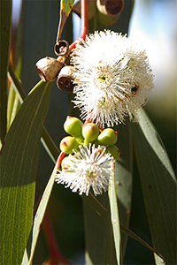 Flowers, buds and leaves of Eucalyptus lacrimans in Forest 68. Photo by R. Hnatuik