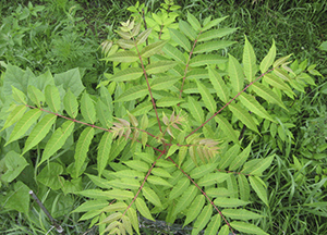 Toona sinensis mature leaves. Photo not from the Arboretum