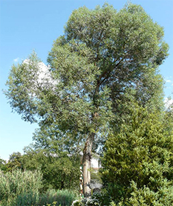 Eucalyptus parvula tree. Photo not from the Arboretum