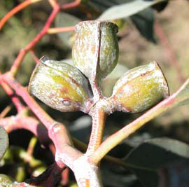 Immature gumnuts of Eucalyptus morrisbyi. Photo not from the Arboretum