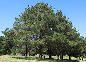 Guadalupe Island pine trees. Photo not from the Arboretum, by E. Hawkes