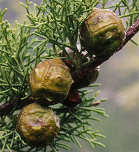 Cupressus duclouxiana seed cones. Photo not from the Arboretum, by Aljos